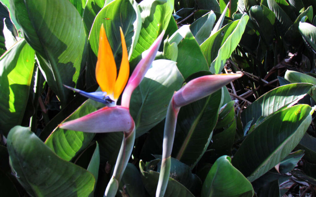 Bird of Paradise